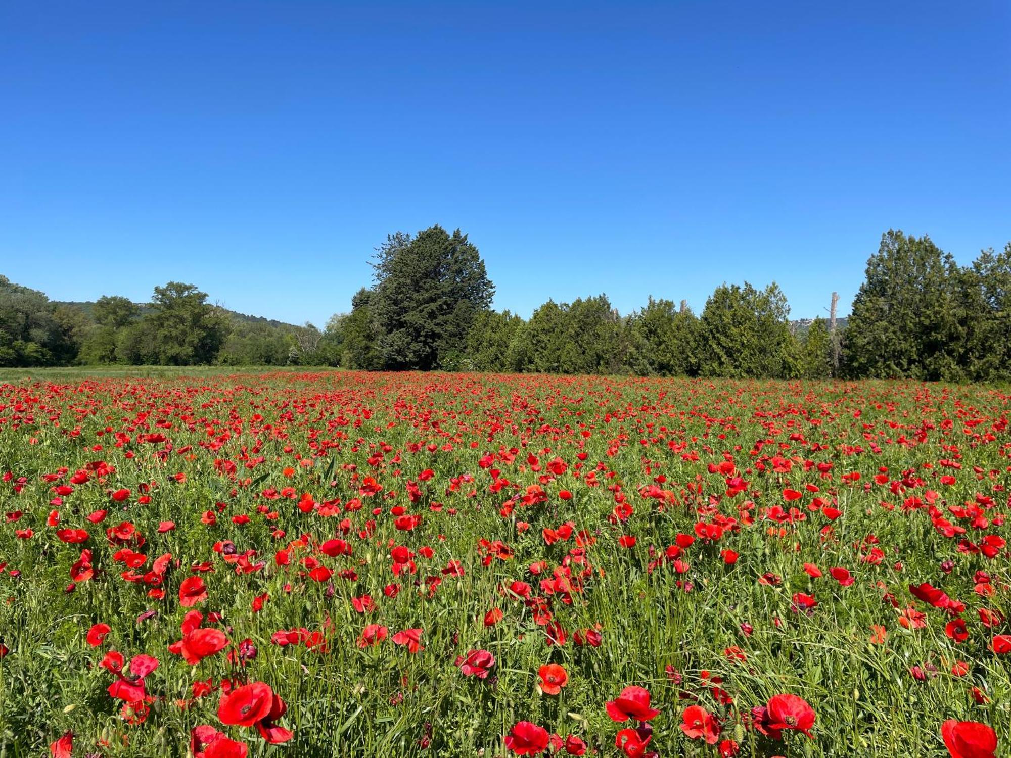 Ferienwohnung O Coeur Des Ocres Roussillon en Isere Exterior foto